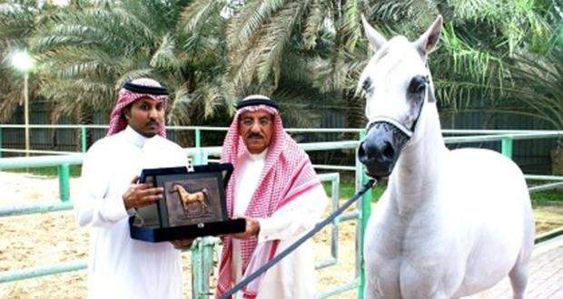 تطبيق الشريعة بإعدام حصان شاذّ في السعودية!‏
