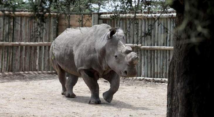 شرطة أفريقيا اعتقلت فيتناميين يحملون 41 كيلوغراما من قرون وحيد القرن