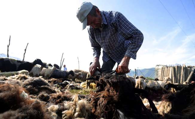 موجات الحر تجبر رعاة ألبانيا على التسريع بجزّ صوف أغنامهم