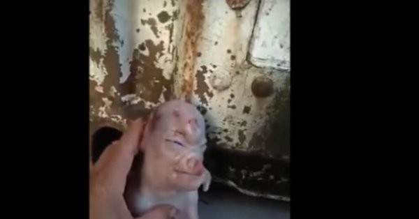 ولادة خنزير في الصين بوجه إنسان 