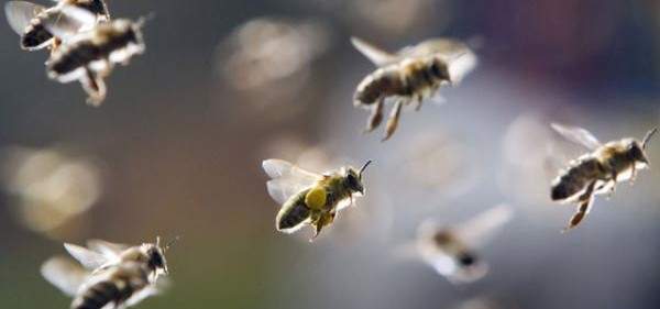 سرب من النحل يحاصر تايمز سكوير
