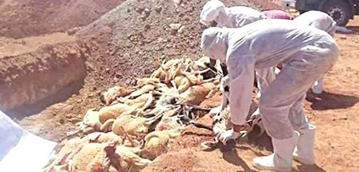 الطاعون قضى على نحو 10 آلاف رأس ماشية في 28 ولاية جزائرية