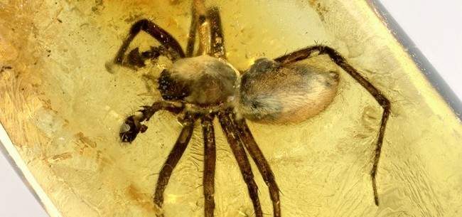 العثور على عنكبوت عمره 100 مليون سنة 