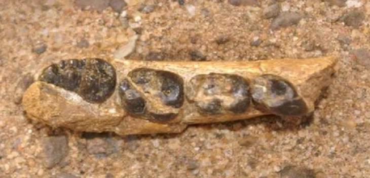 العثور على بقايا أقدم قرود عاشت على سطح الأرض