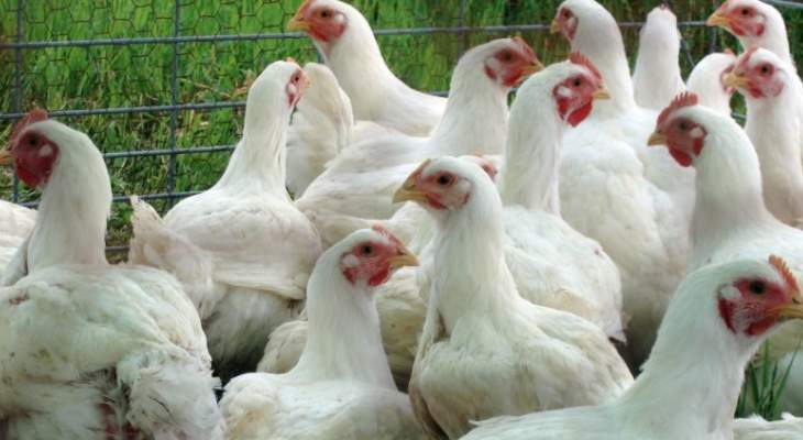 حكومة كاجاوا باليابان أعدمت 91 ألف دجاج بعد تأكيد تفشي إنفلونزا الطيور