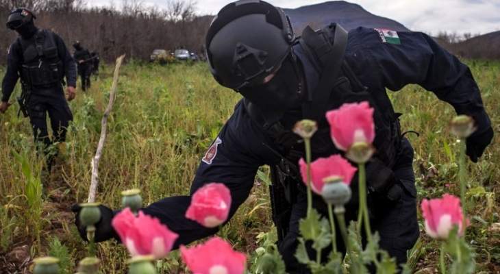 سلطات المكسيك تصادر نبات الخشخاش الذي يستخدم في صناعة المخدرات