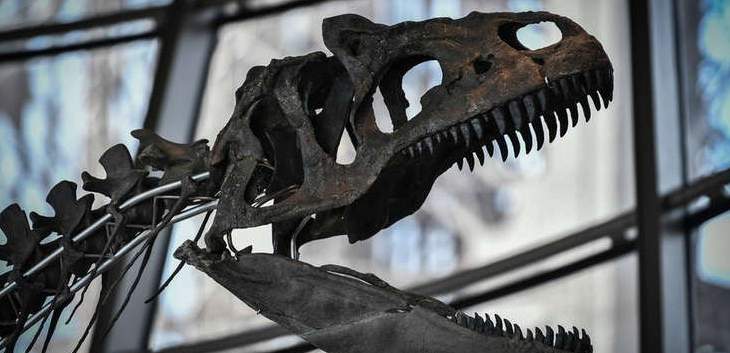 بيع بقايا ديناصور نادرة بمليوني يورو في باريس