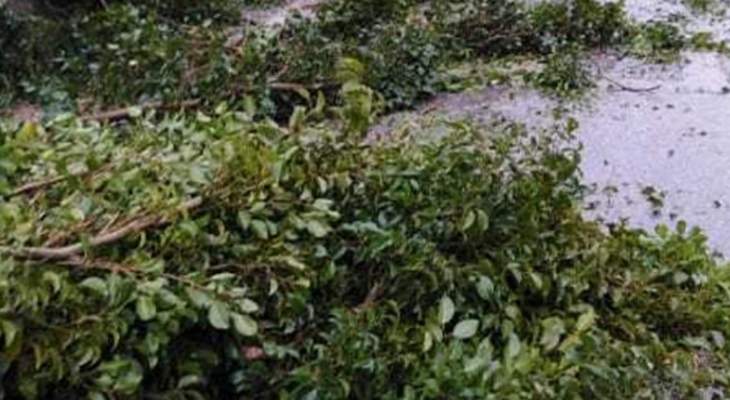 النشرة: سقوط شجرة كبيرة في منطقة الشرحبيل في بلدة بقسطا نتيجة العاصفة