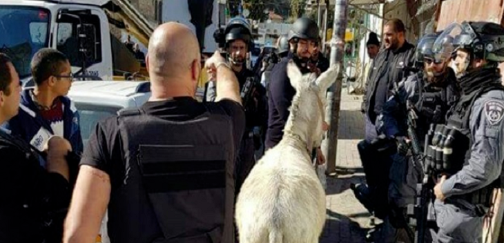 القوات الإسرائيلية تعتقل حمارا في القدس