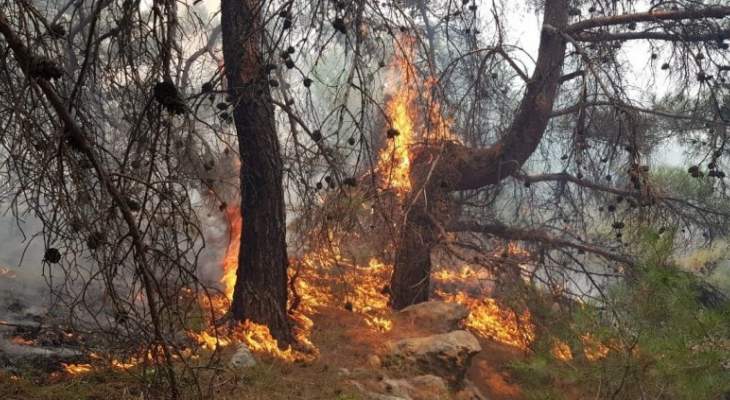 رئيس بلدية القبيات:الحريق في غابات المنطقة مفتعل وامتد على مساحة 700 ألف متر