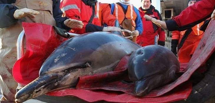انقاذ 54 دلفيناً أجبر على الخروج الى الشاطئ من قبل الدلافين الأكبر