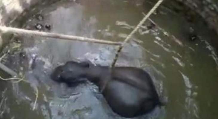 إنقاذ فيل سقط في بئر ماء عميقة