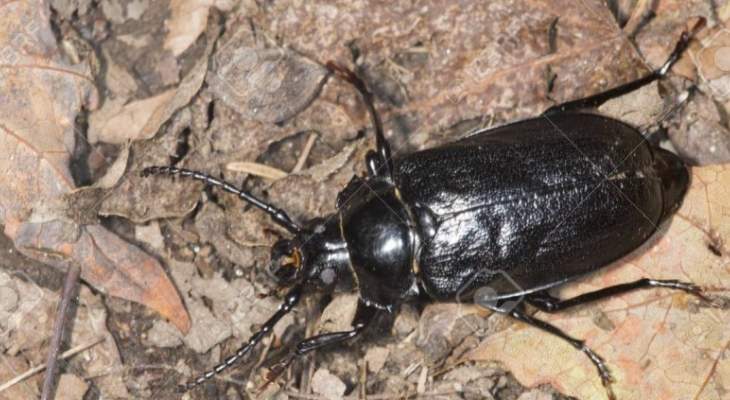 بلدية زحلة:لعدم مكافحة الحشرات السوداء بالسموم لأنها مفيدة للطبيعة