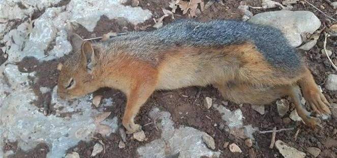 صيادون أقدموا على قتل 12 سنجابا داخل غابة العزر الفريدة بخراج بلدة فنيدق