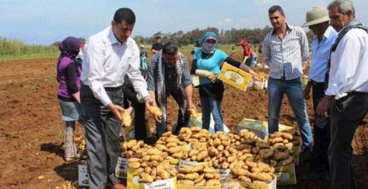 مزارعو البطاطا في عكار ناشدوا المعنيين إنقاذ موسمهم 