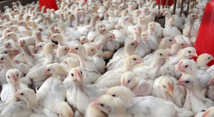 إصابة عدد من الطيور بمرض إنفلونزا الطيور "H5N8" في الرياض بالسعودية