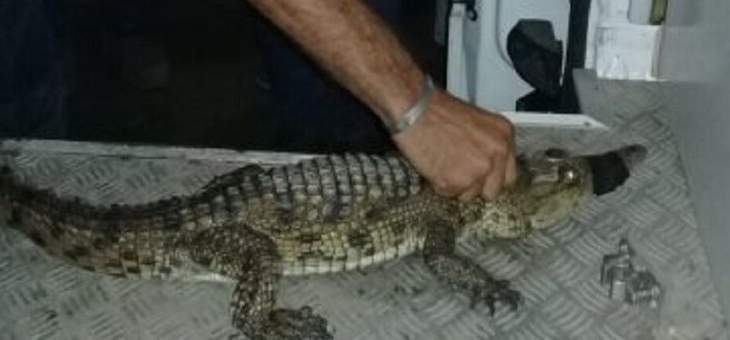 القبض على تمساح طوله أكثر من متر بعد ظهوره في مدينة بورسعيد في مصر