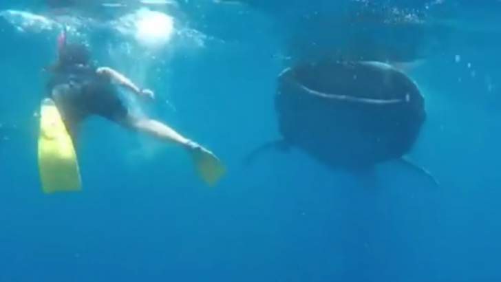 راموس يسبح مع القرش
